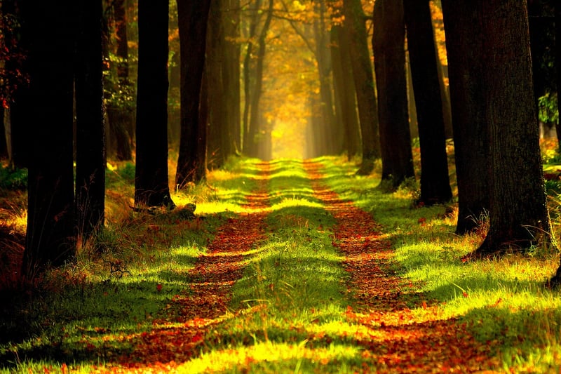 Forest Bathing in Nature
